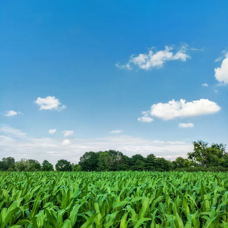 Healthy maize stalks under a blue sky