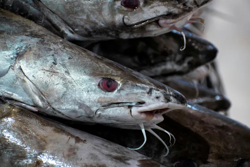 Freshly harvested catfish prepared for distribution