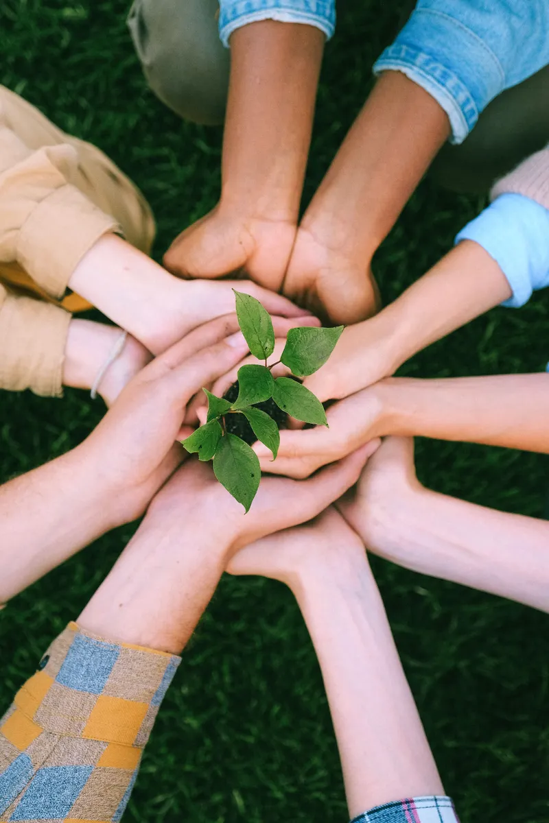 Hands united around a plant symbolizing teamwork