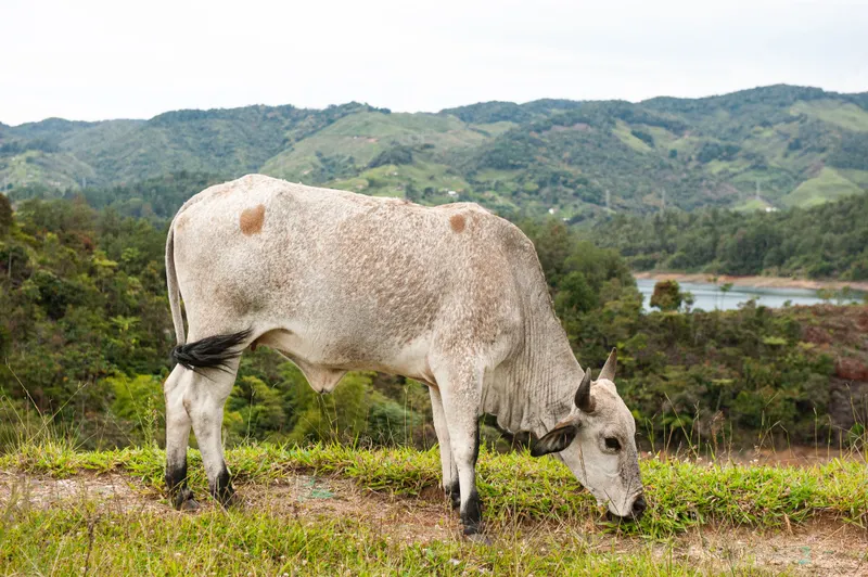 Healthy cattle grazing in Nakuru pastures
