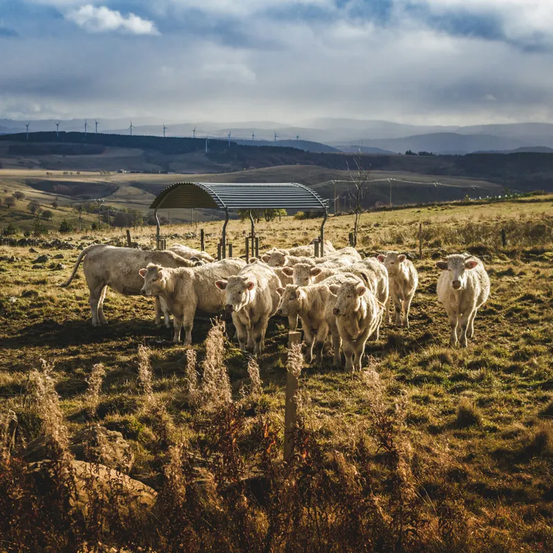 Healthy herd of dairy cattle